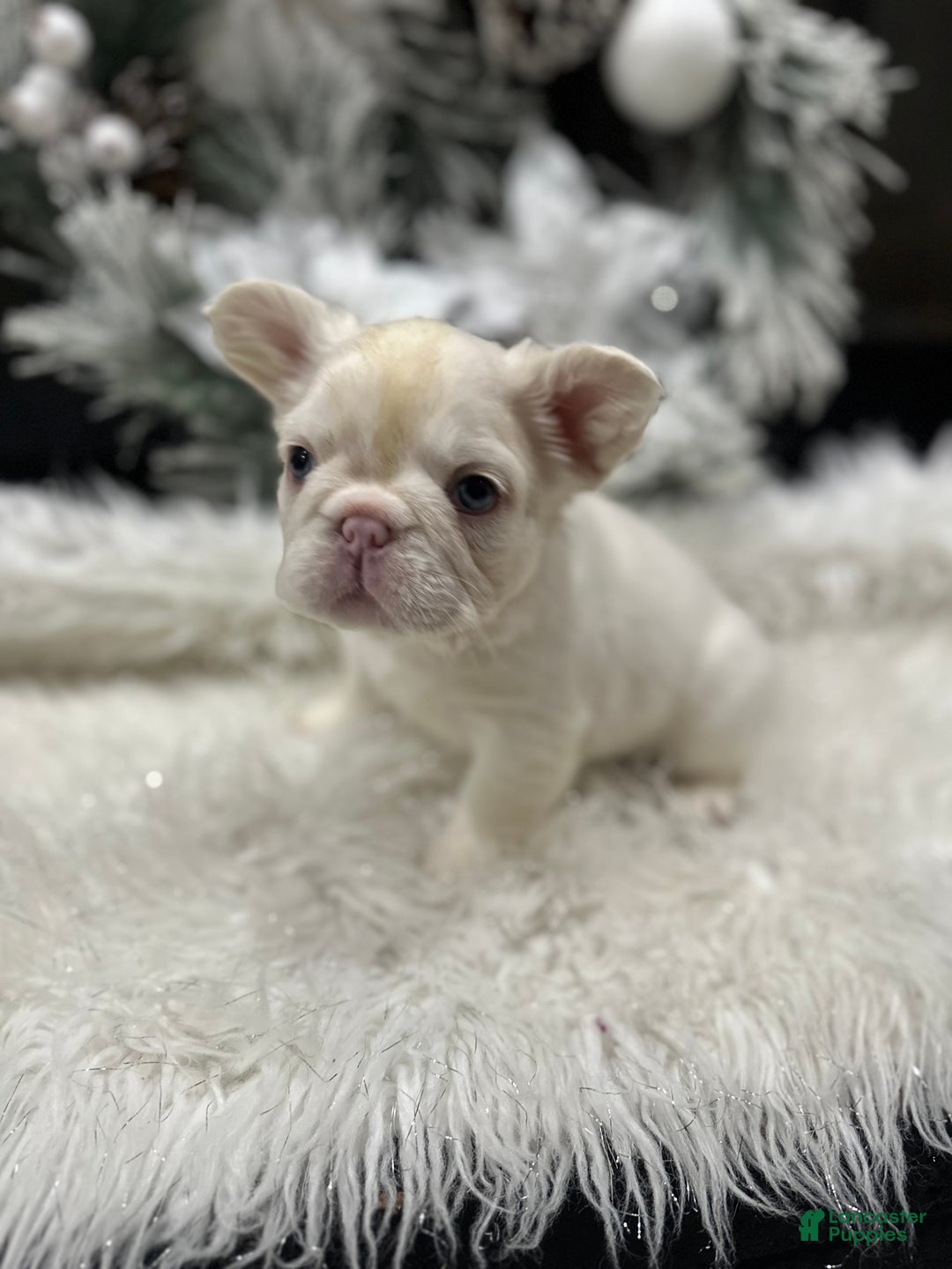 French Bulldog dogs for sale: Lilac and tan platinum fluffy pink carrier  - Ad 5