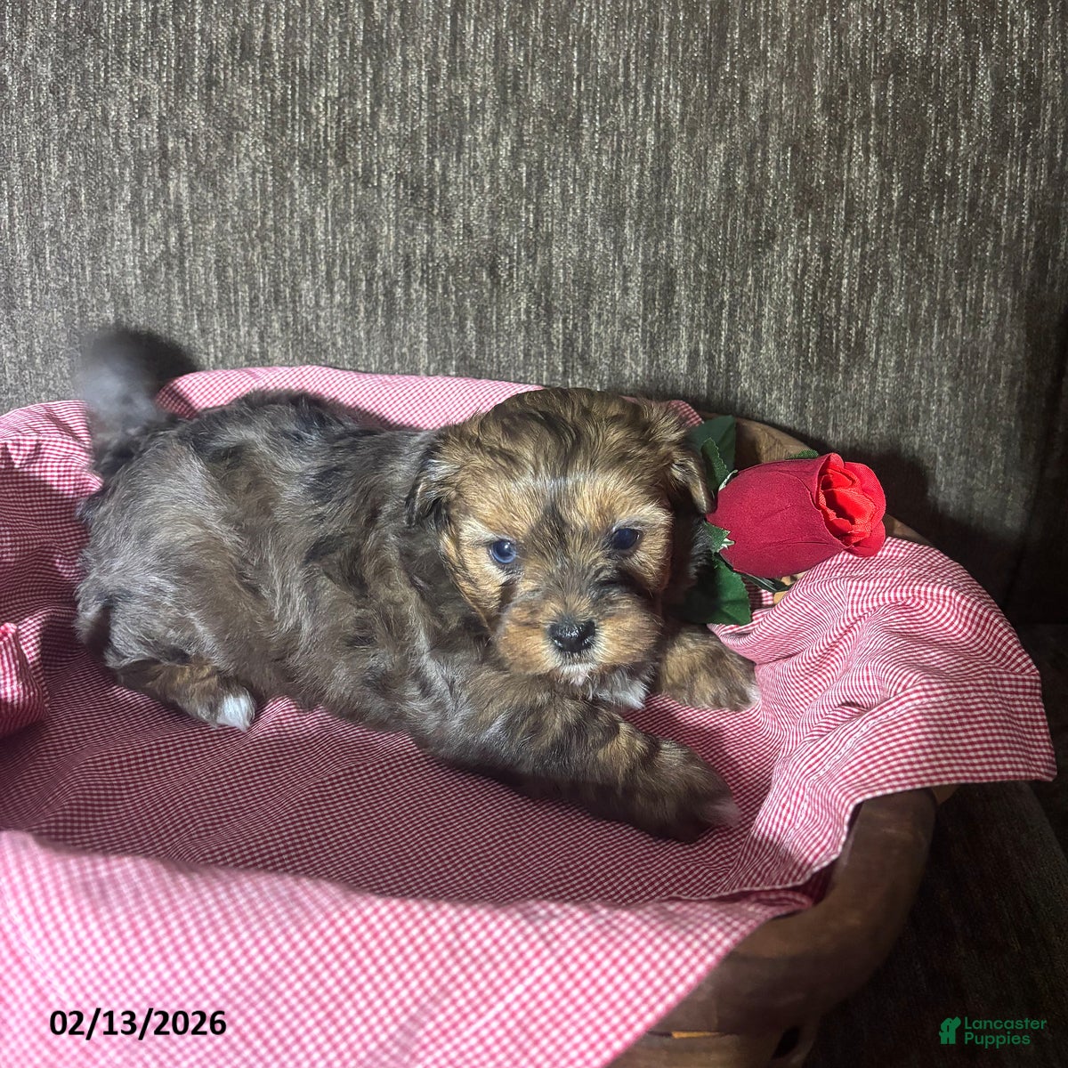 Shihpoo dogs Abby - Ad 12