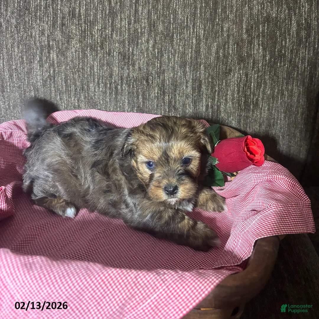 Shihpoo dogs for sale: Abby - Ad 1