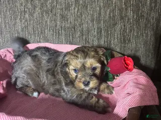 Shihpoo dogs Abby - Ad 12