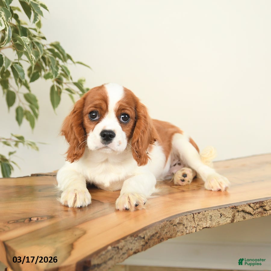 Cavalier King Charles Spaniel dogs Charlie - Ad 2