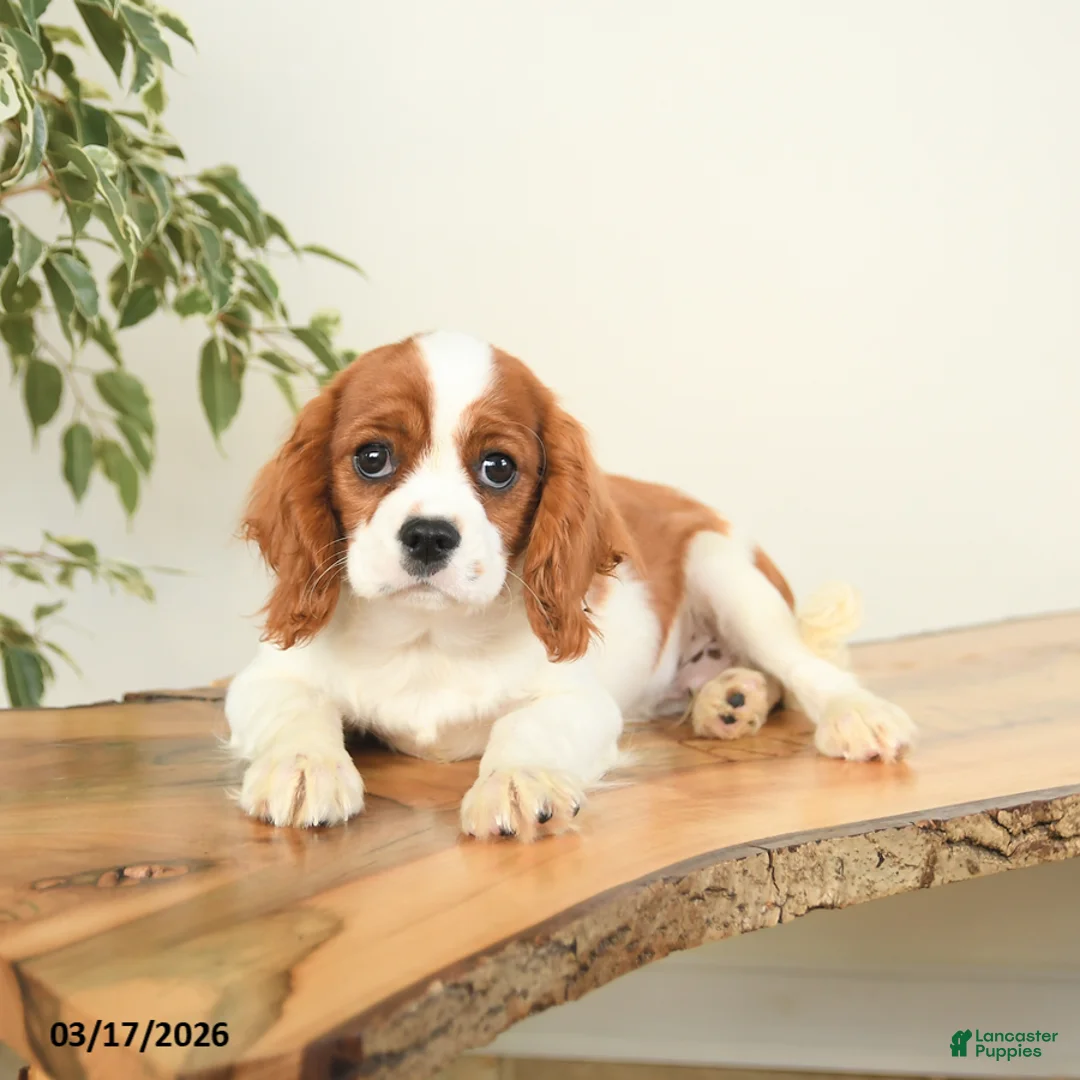 Cavalier King Charles Spaniel dogs for sale: Charlie - Ad 2