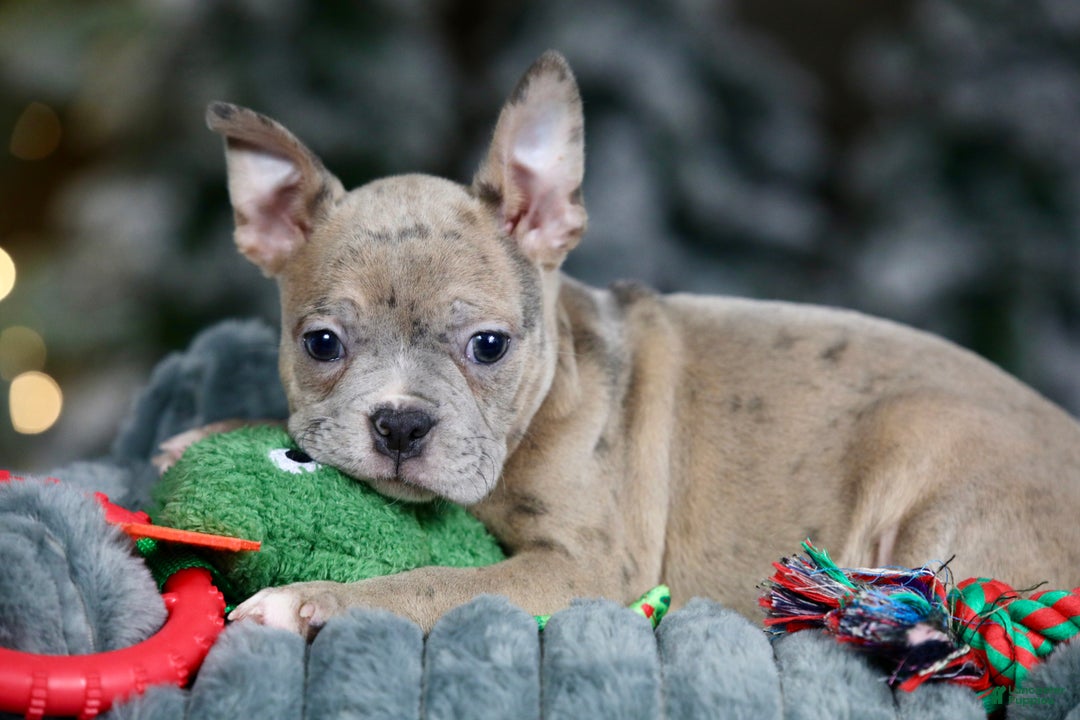 Frenchton dogs for sale: Bean - Ad 7