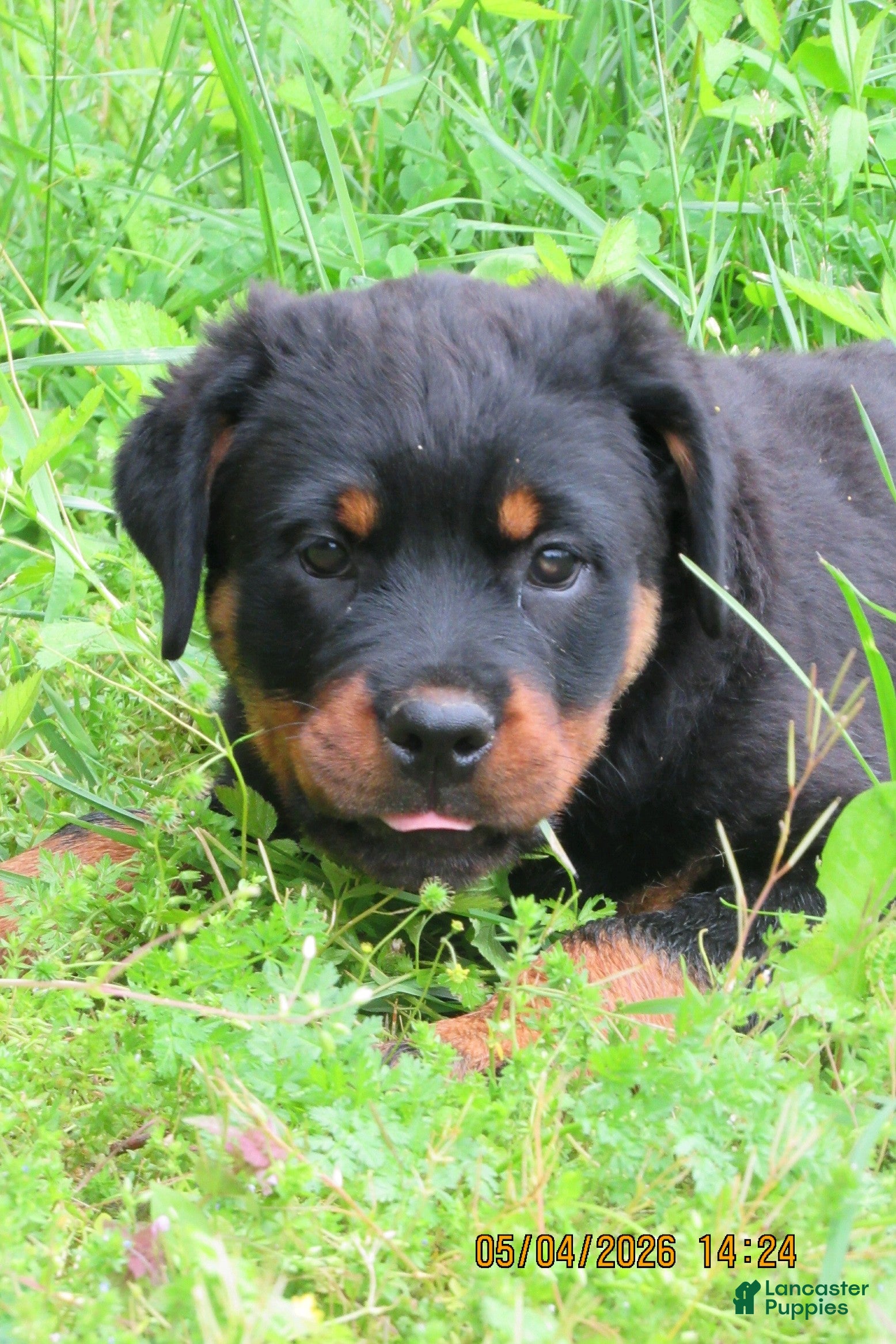 Rottweiler dogs Rottweiler Puppy 3 Windy - Ad 32