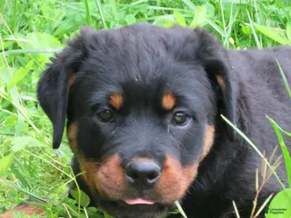 Rottweiler dogs Rottweiler Puppy 3 Windy - Ad 32