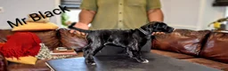 Presa Canario dogs for sale: Mr Black - Ad 4