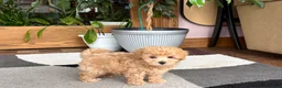 Maltipoo dogs for sale: Suzie  - Ad 9