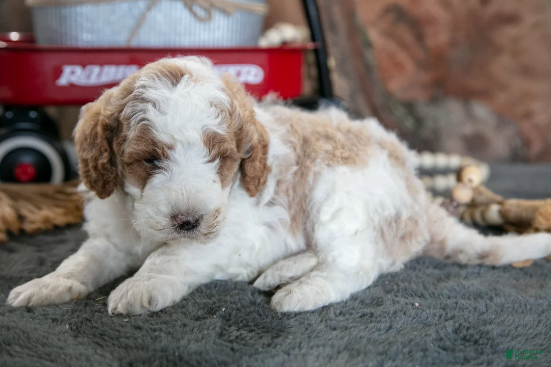 Miniature Poodle dogs for sale: Odin - Ad 3