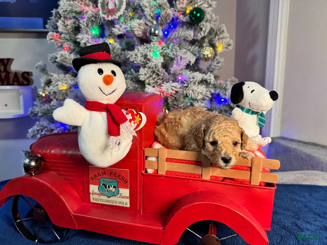 Toy Poodle dogs for sale: Peanut - Ad 3