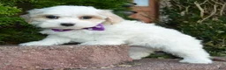 Maltipoo dogs for sale: Molly - Ad 12