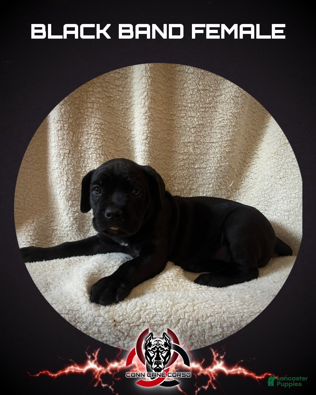 Cane Corso dogs Cane Corso Puppy 7 - Ad 17
