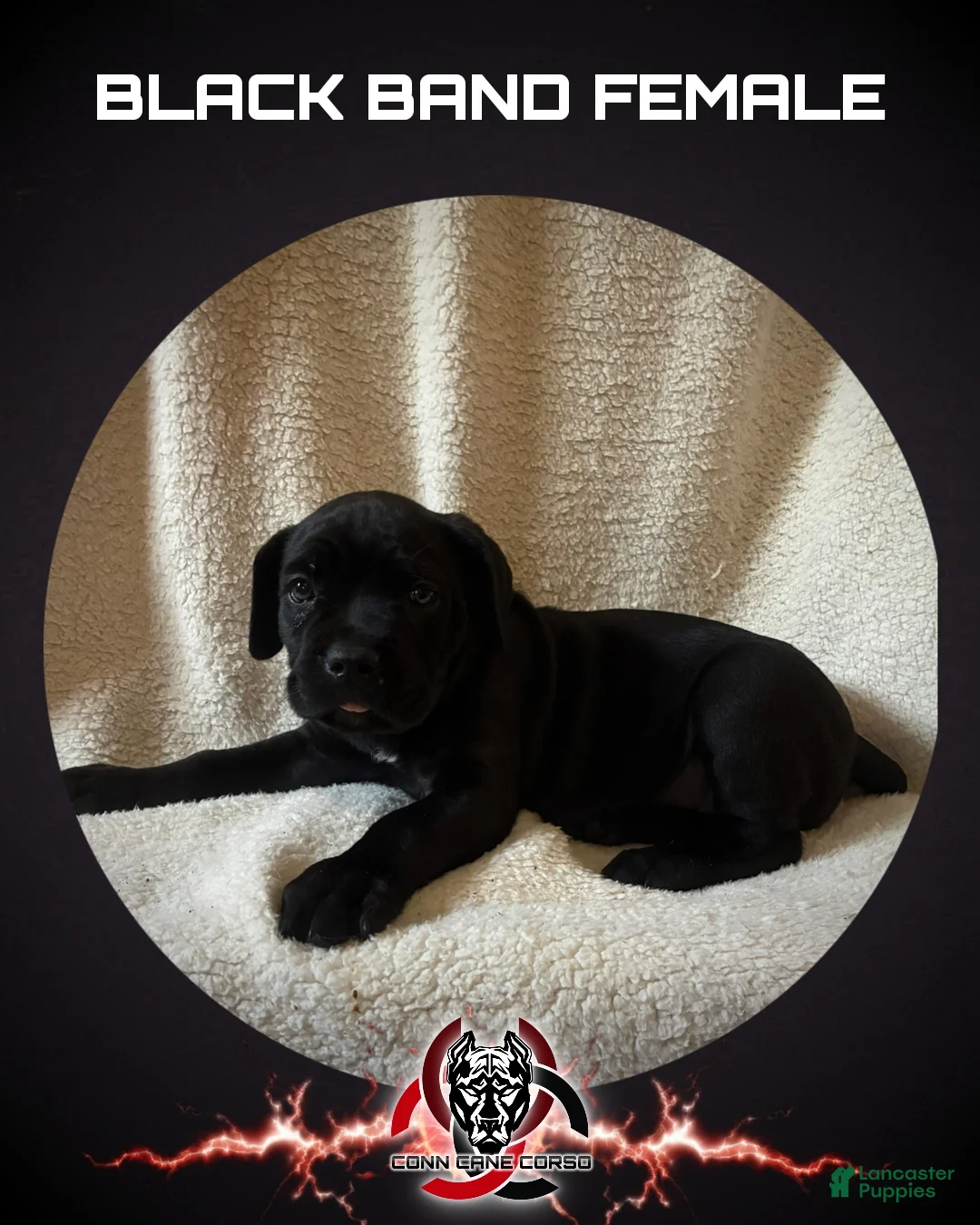 Cane Corso dogs for sale: Cane Corso Puppy 7 - Ad 1