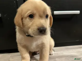 Mixed Breed dogs Toad - Ad 22