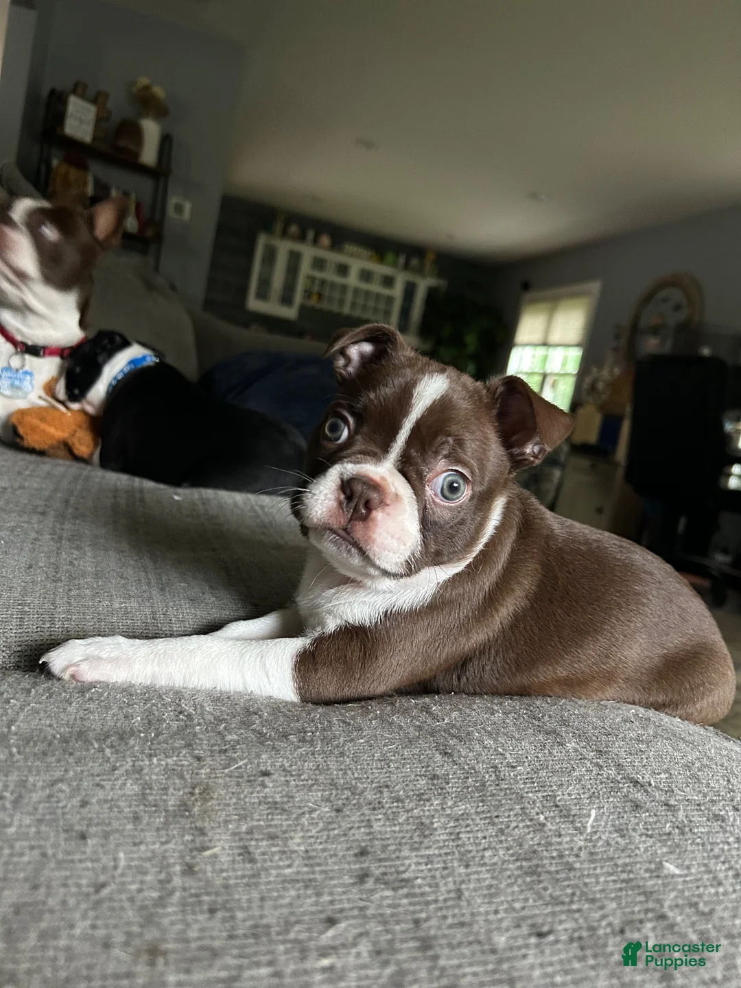 Boston Terrier dogs for sale: Poppy - Girl  - Ad 1
