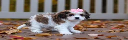 Cavachon dogs for sale: Bella - Ad 3