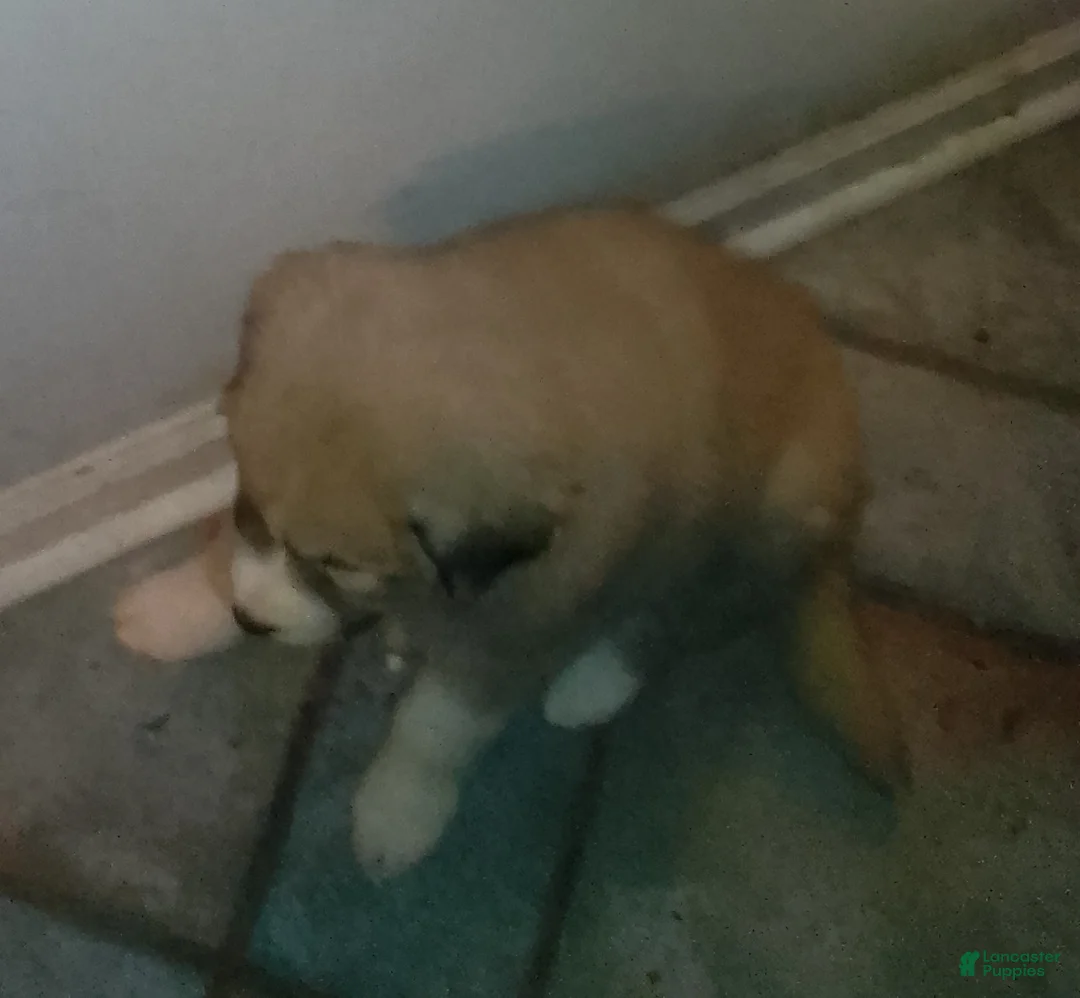 Mixed Breed dogs for sale: Rolly Polly Boy - Ad 14