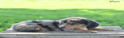 Miniature Dachshund dogs for sale: Coco - Ad 5