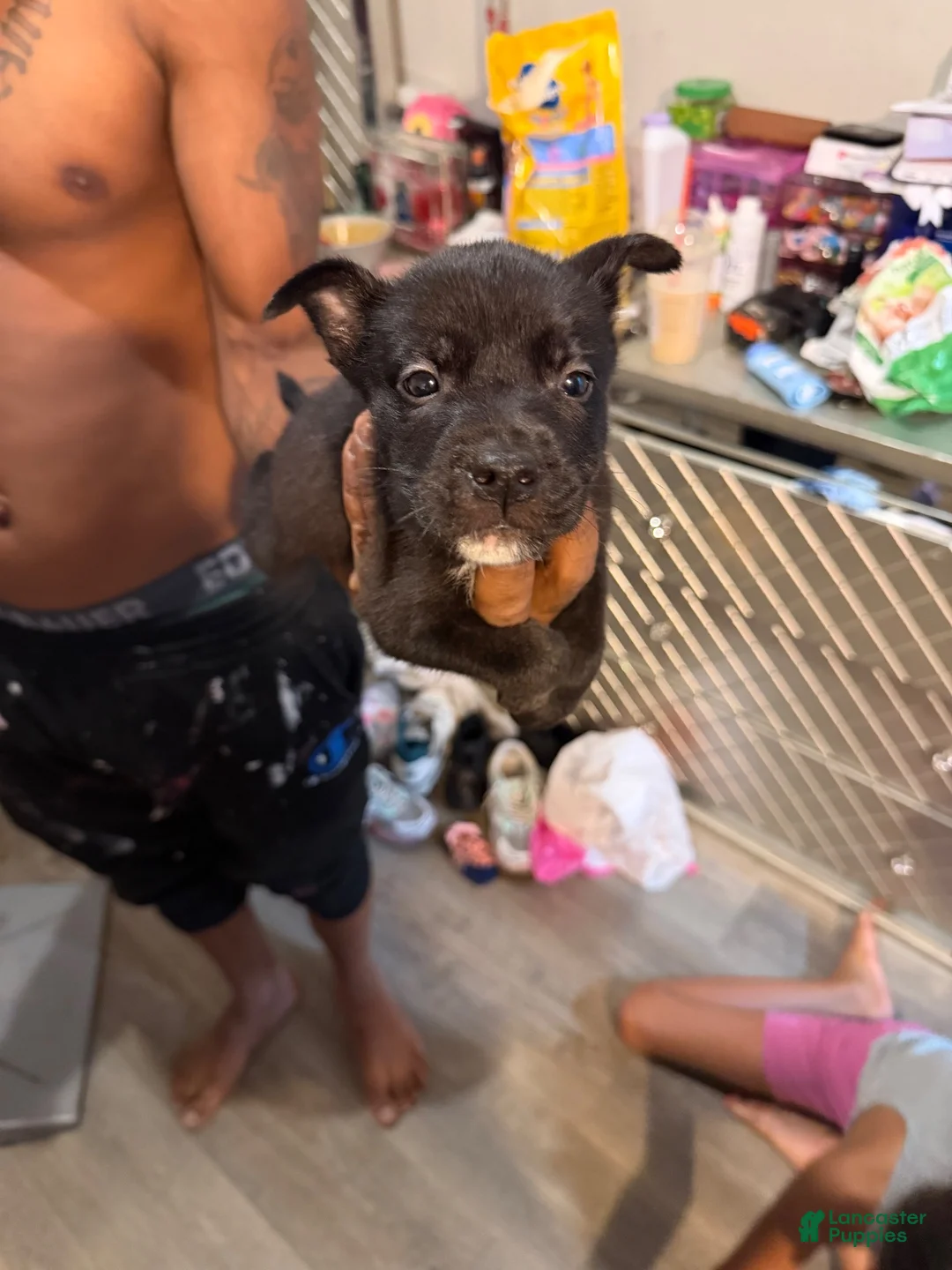 Mixed Breed dogs for sale: Mixed Breed 3 - Ad 1