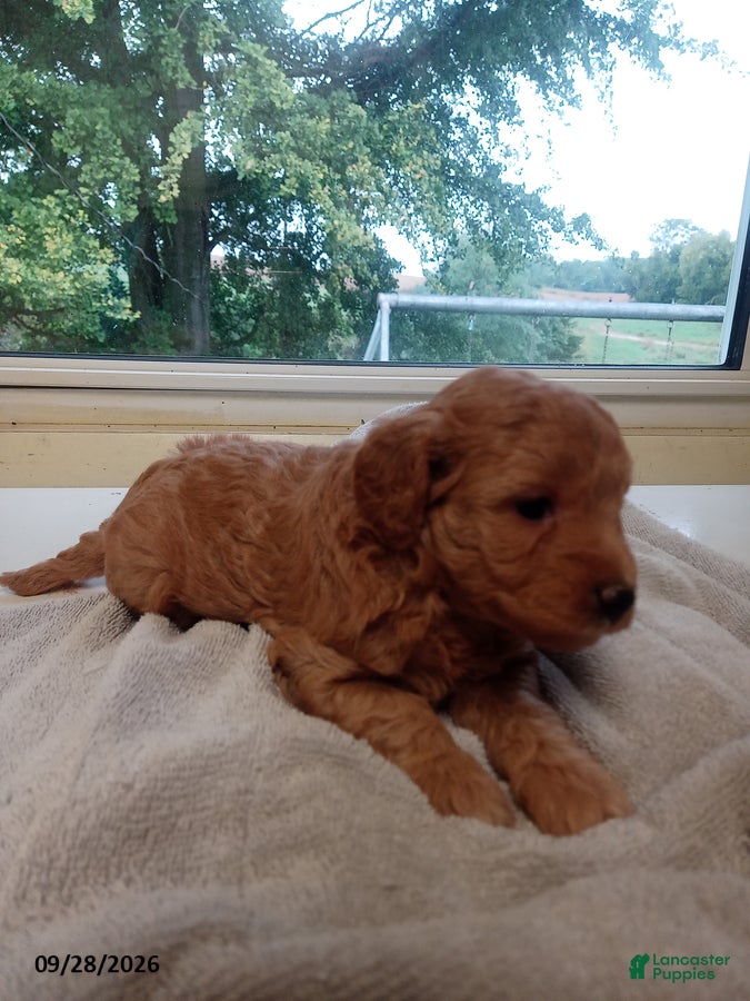 Reba