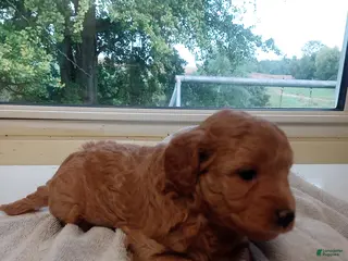 Goldendoodle dogs Reba - Ad 39