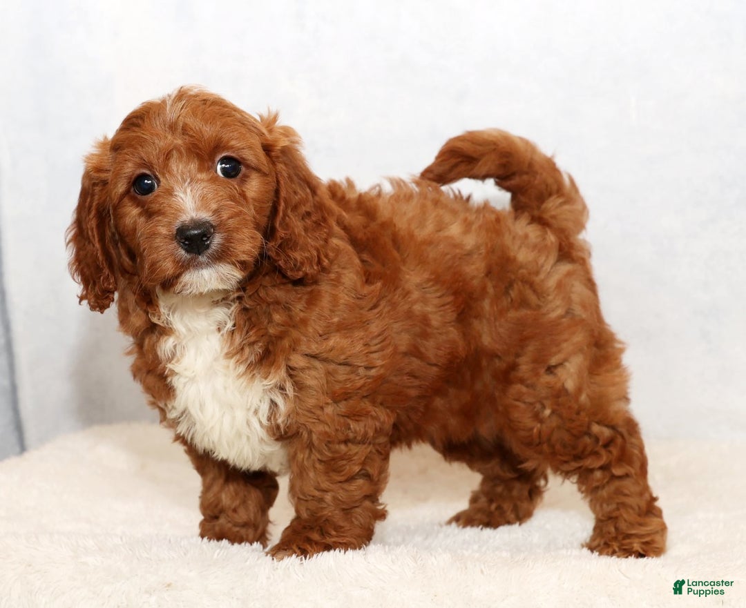 Mini Goldendoodle dogs for sale: Dolly - Ad 6