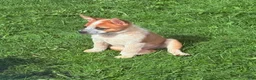 Australian Cattle Dog dogs for sale: Clancie - Ad 7