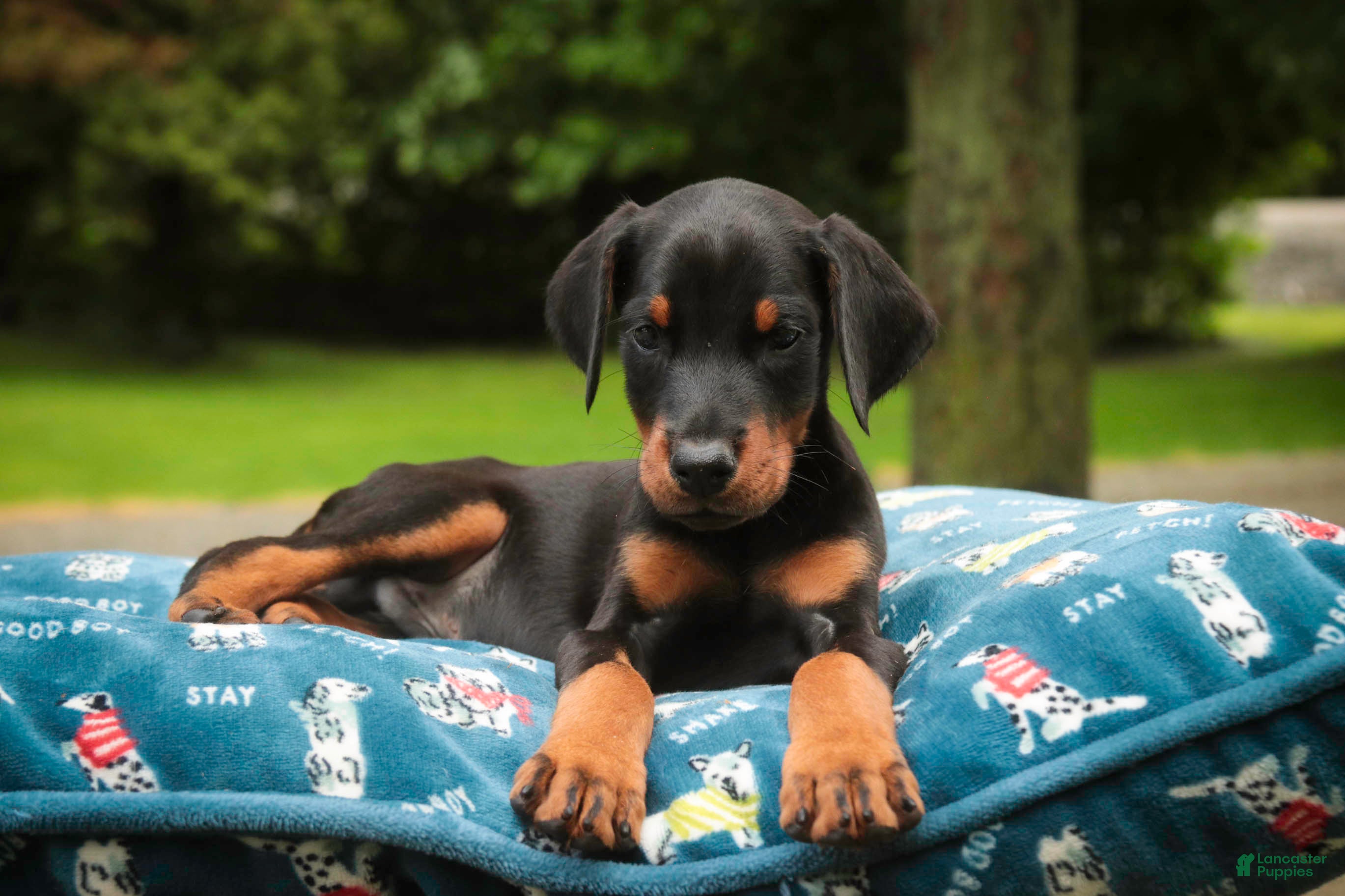 Doberman Pinscher dogs Malcolm - Ad 2