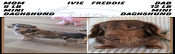 Miniature Dachshund dogs for sale: Lyla - Ad 13