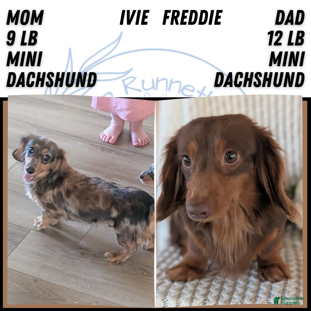 Miniature Dachshund dogs for sale: Lyla - Ad 13
