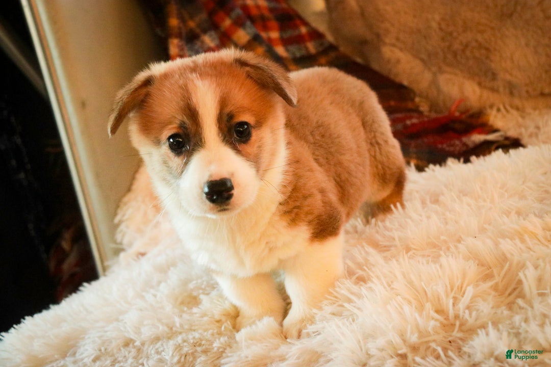 Welsh Corgi Pembroke dogs for sale: Toast - Ad 4