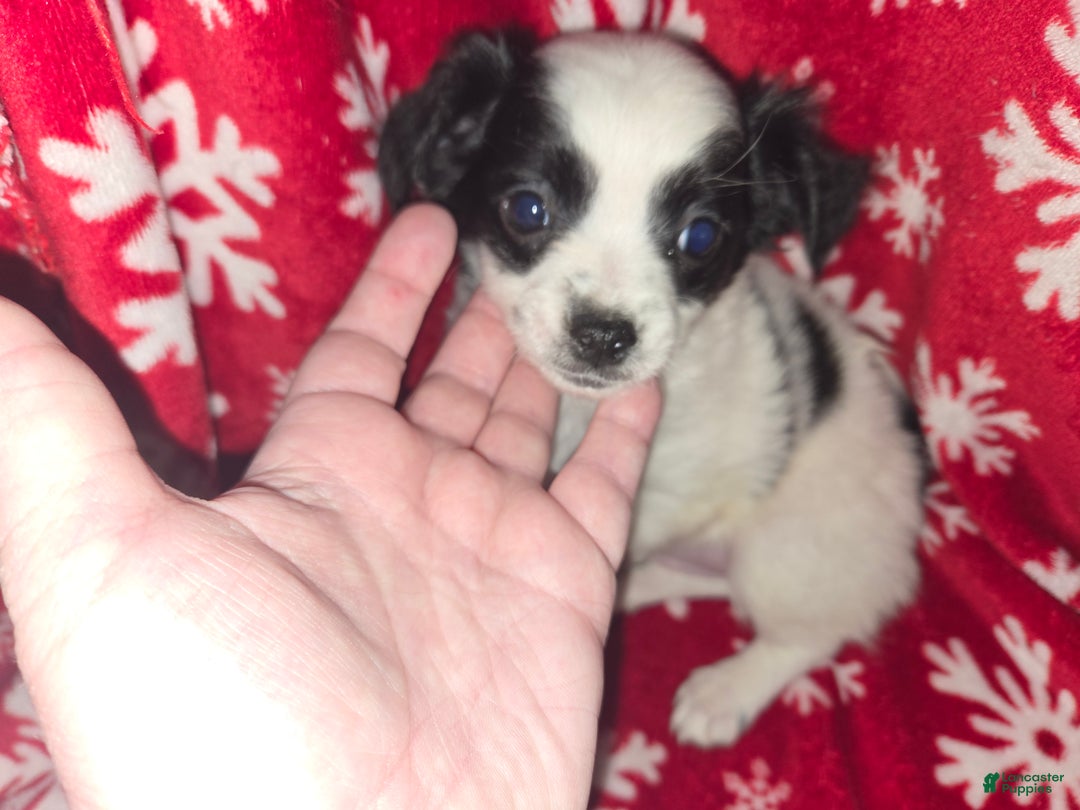 Chihuahua dogs for sale: Longhair Domino boy - Ad 1
