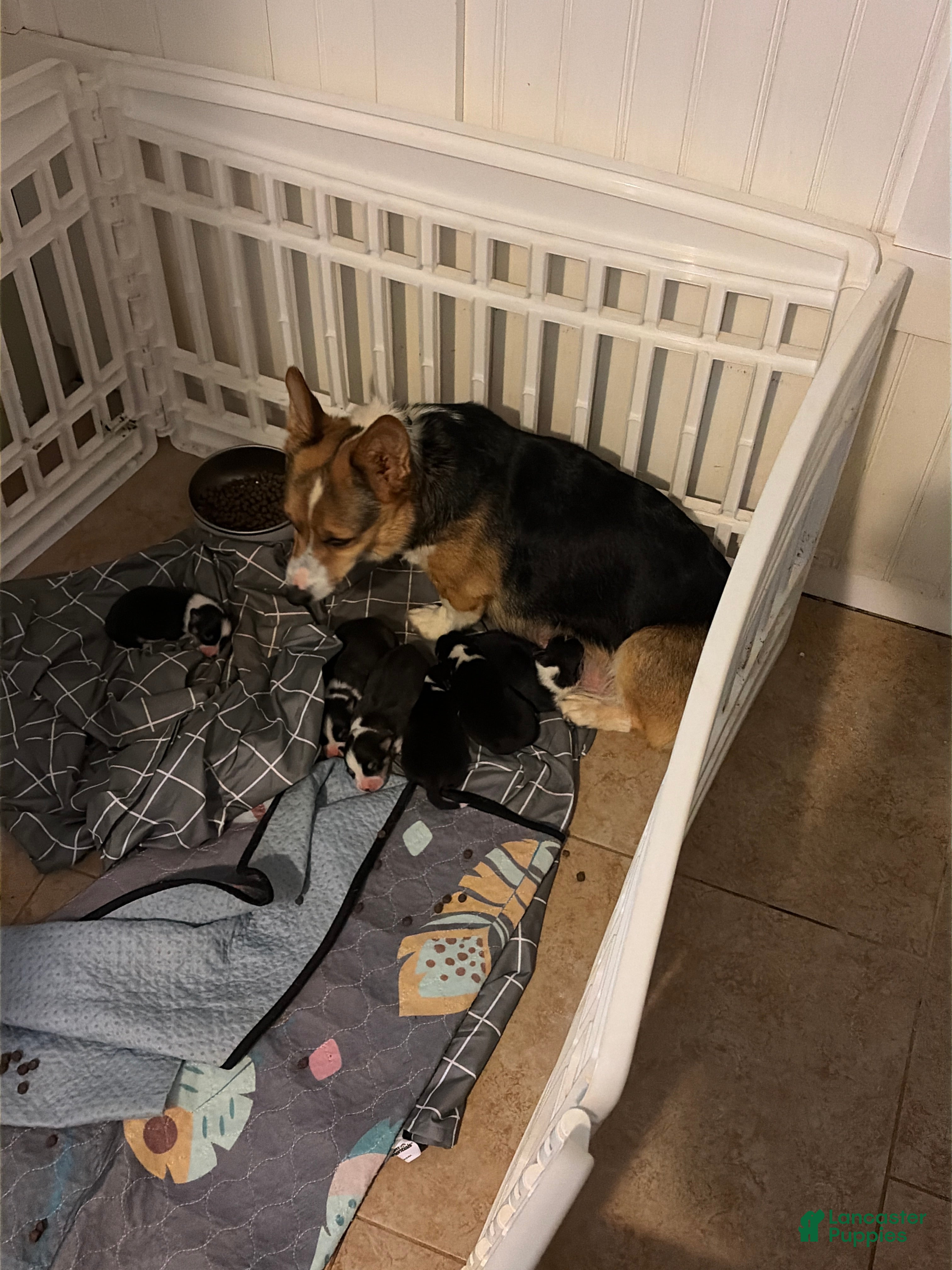 Welsh Corgi Pembroke dogs Welsh Corgi Pembroke Puppy 5 - Ad 13