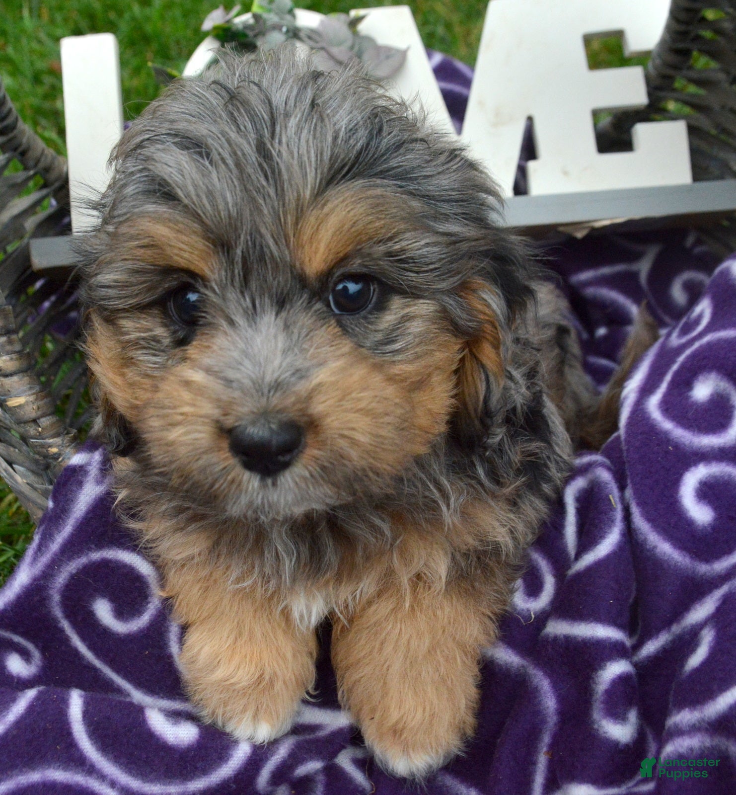 Bernedoodle dogs Barbie Bernedoodle 7 - Ad 6