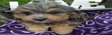 Barbie Bernedoodle 7