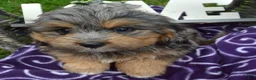 Bernedoodle dogs for sale: Barbie Bernedoodle 7 - Ad 1