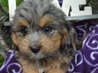 Bernedoodle dogs Barbie Bernedoodle 7 - Ad 6