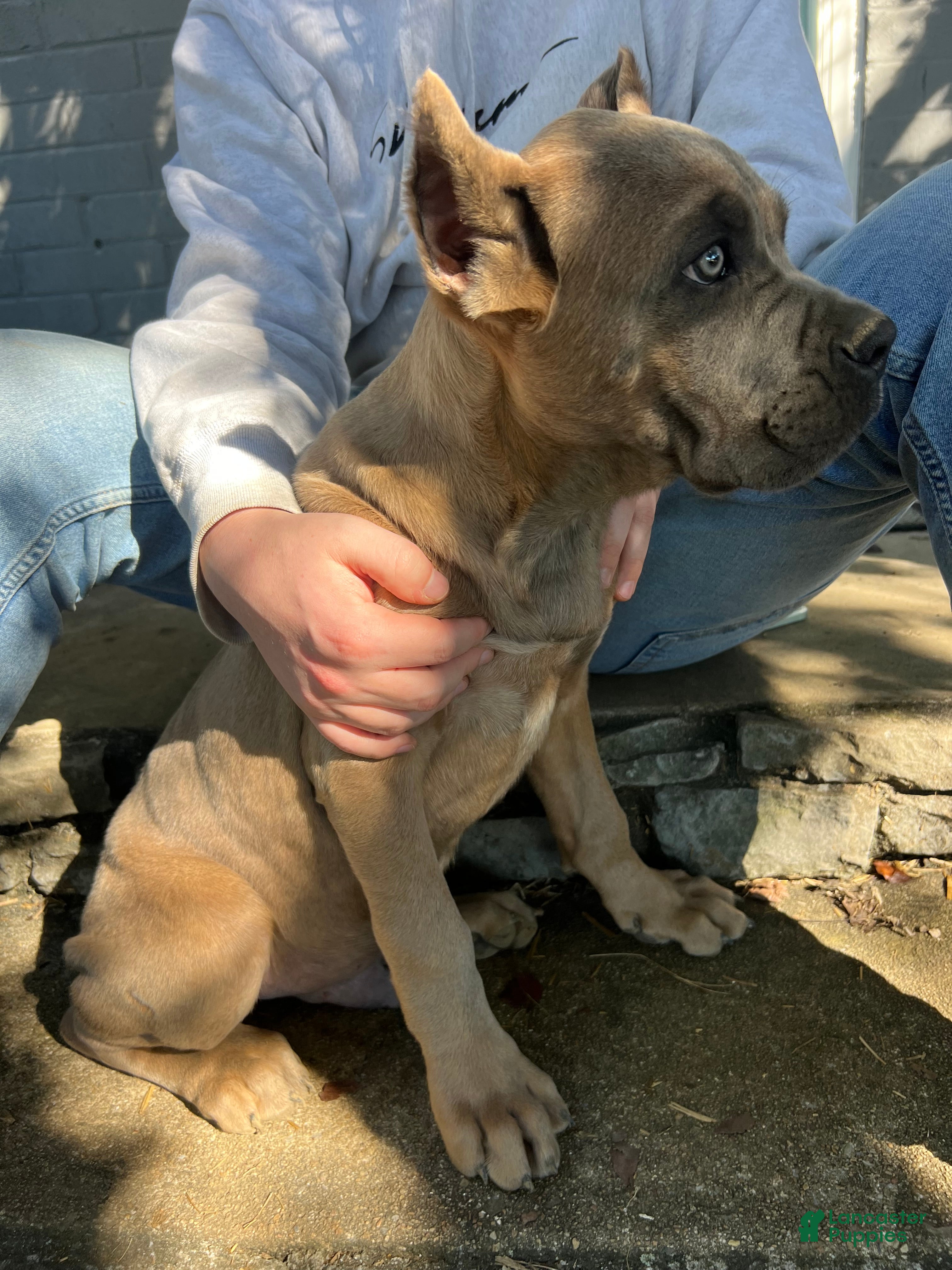 Cane Corso dogs Black Collar Male - Ad 1