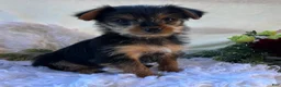 Yorkshire Terrier dogs for sale: MR Pepsi - Ad 7