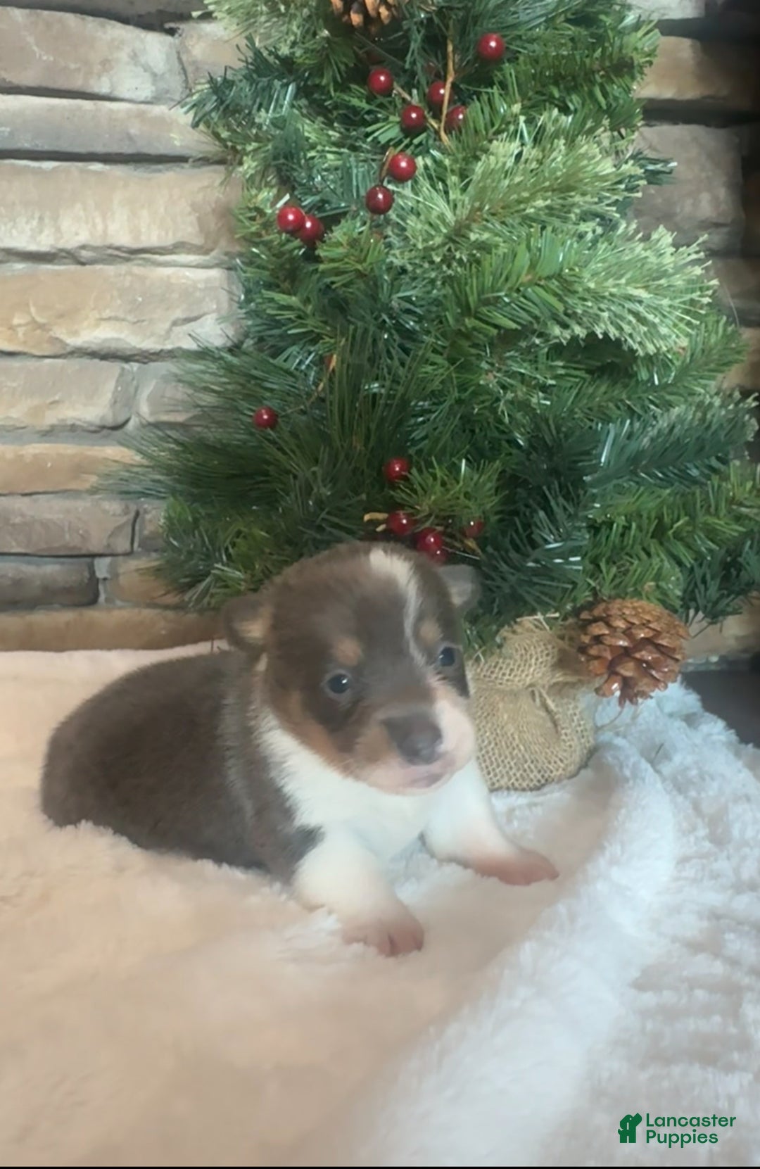 Mixed Breed dogs for sale: Ruger - Ad 2