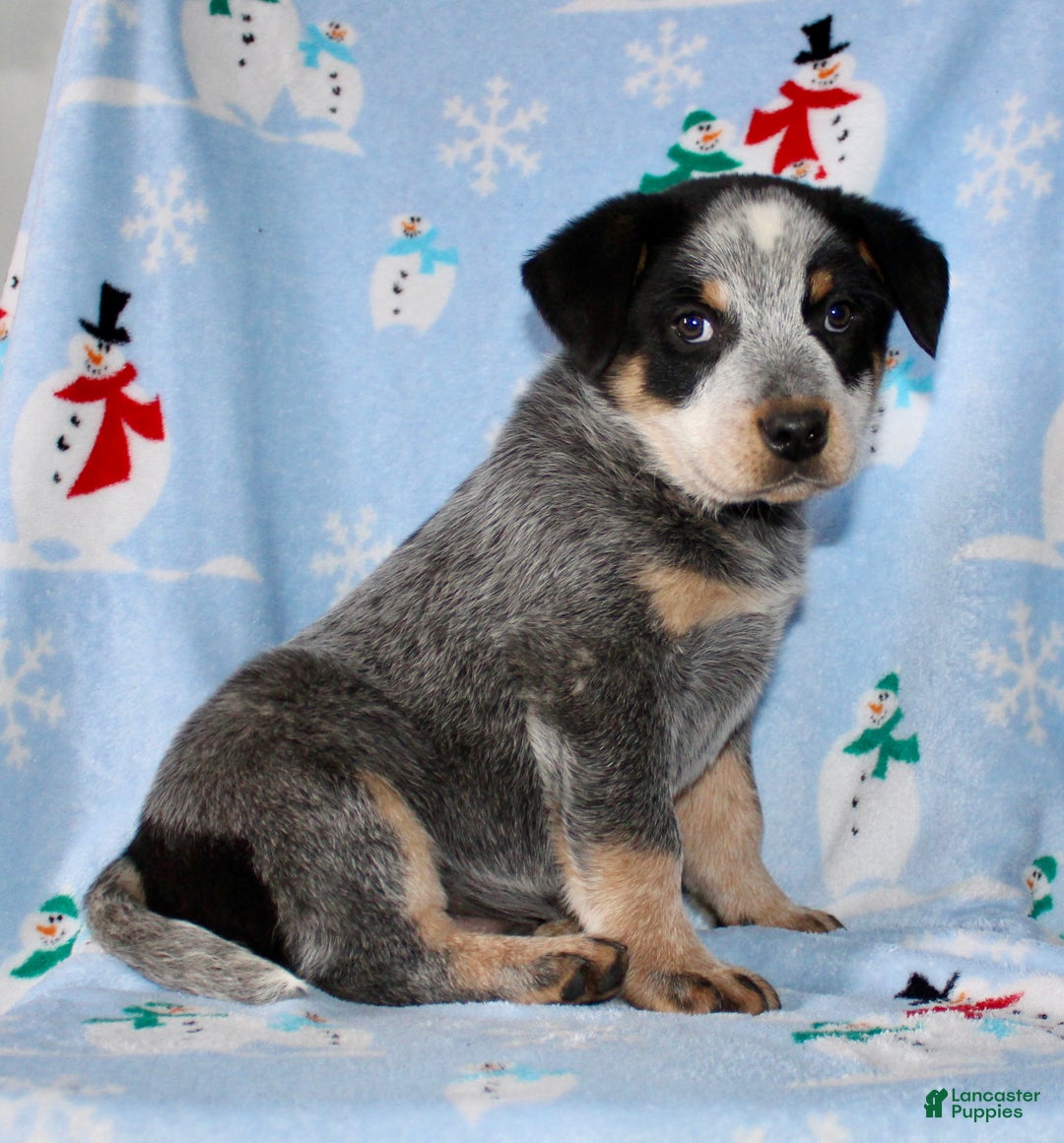 Australian Cattle Dog dogs for sale: Randy - Ad 3