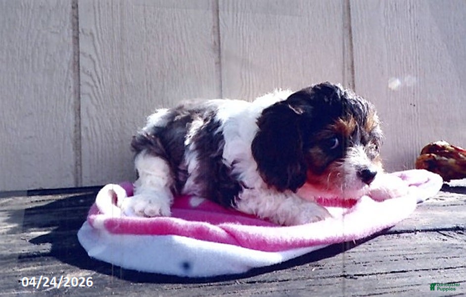 Cavapoo dogs Dudley - Ad 2