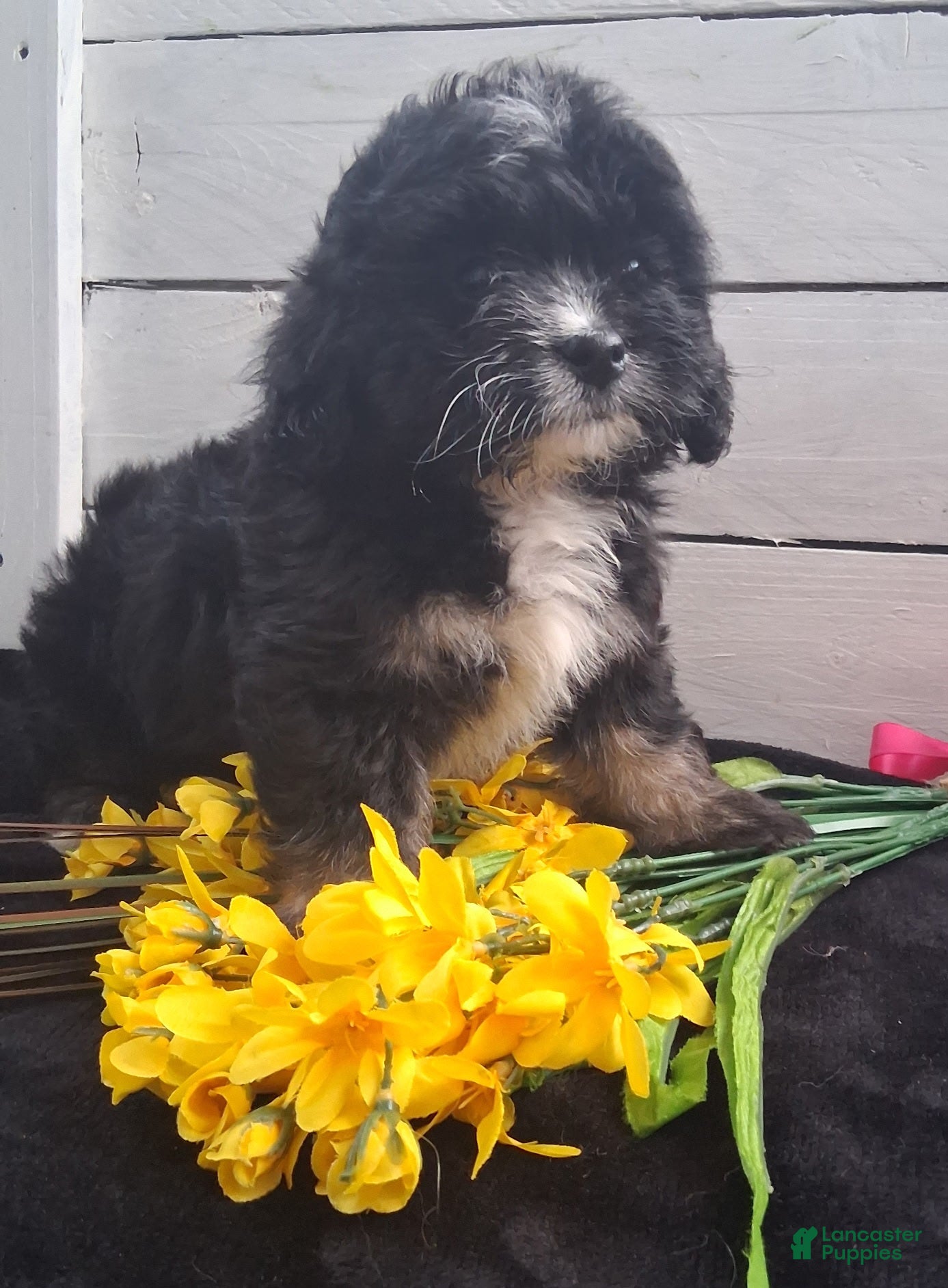 Lhasapoo dogs Tulip - Ad 1