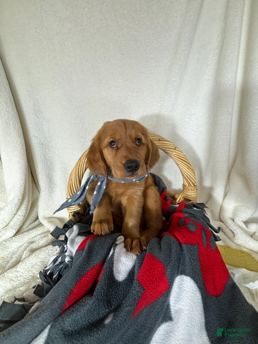 Golden Retriever dogs for sale: Cooper - Ad 2