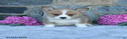 Welsh Corgi Pembroke dogs for sale: Vickter - Ad 4