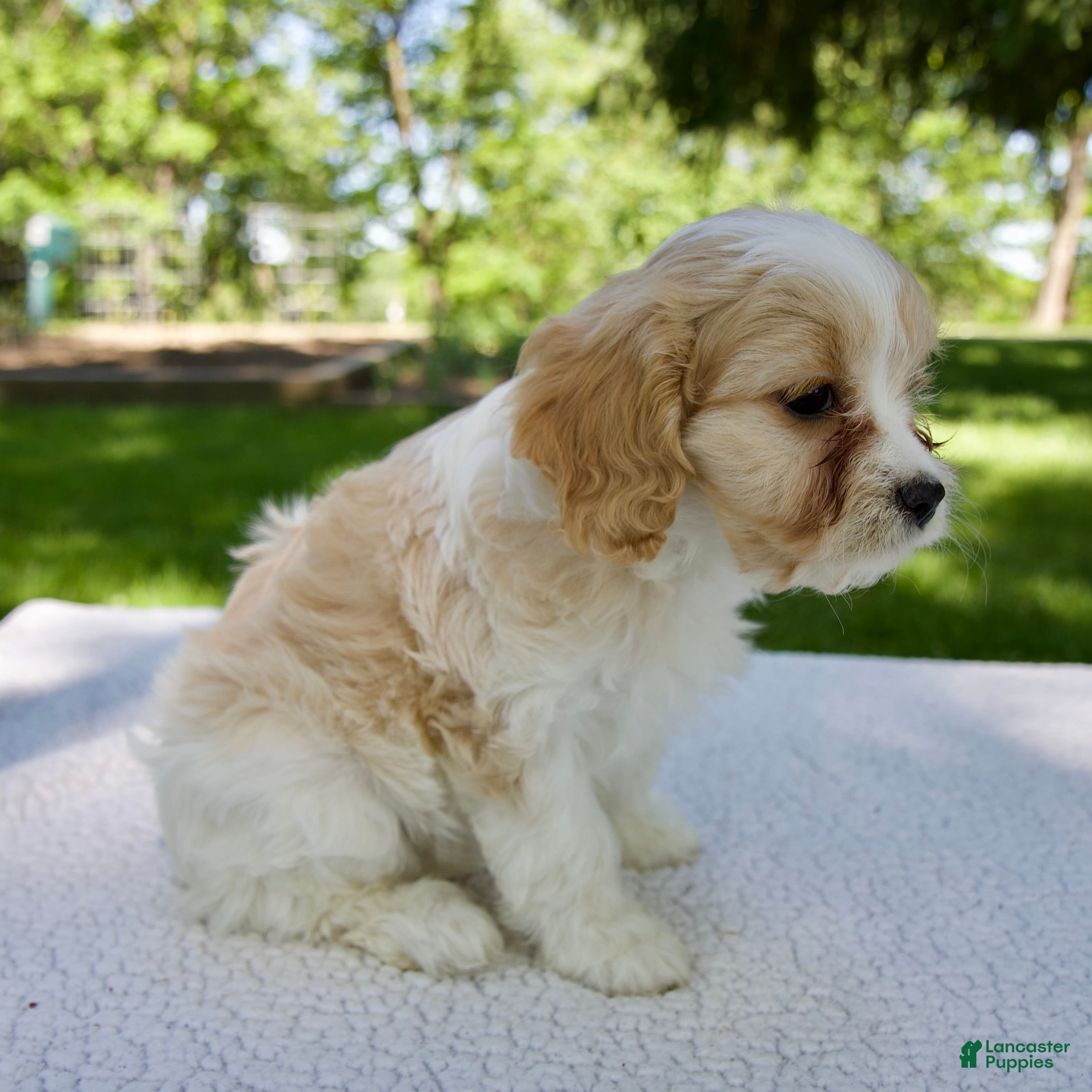 Cavapoo dogs for sale: Evie - Ad 3