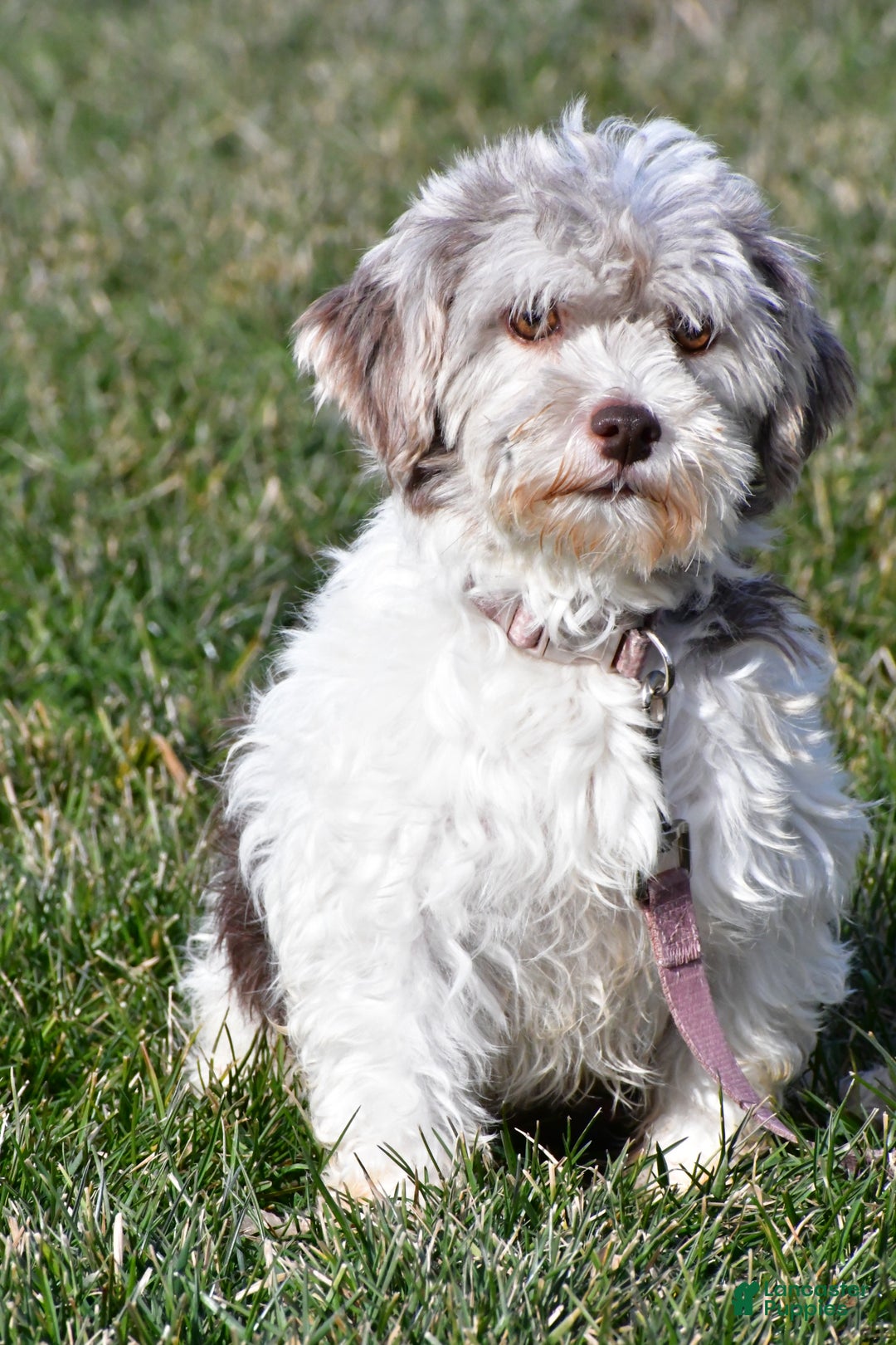 Havanese dogs for sale: Zelda - Ad 8