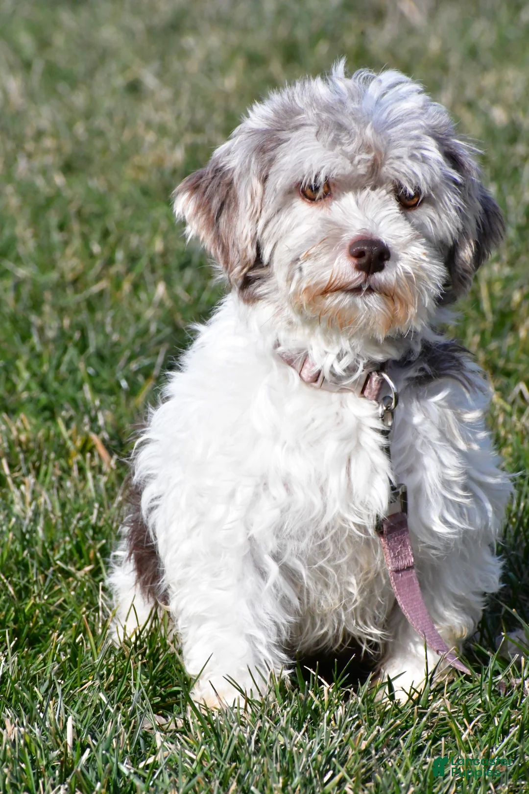 Havanese dogs for sale: Zelda - Ad 8