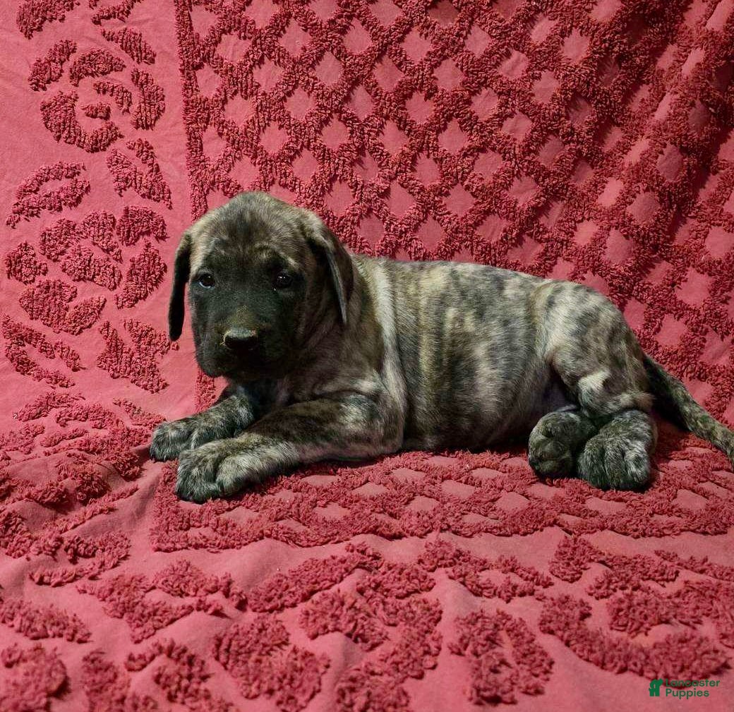 English Mastiff dogs Delilah - Ad 2
