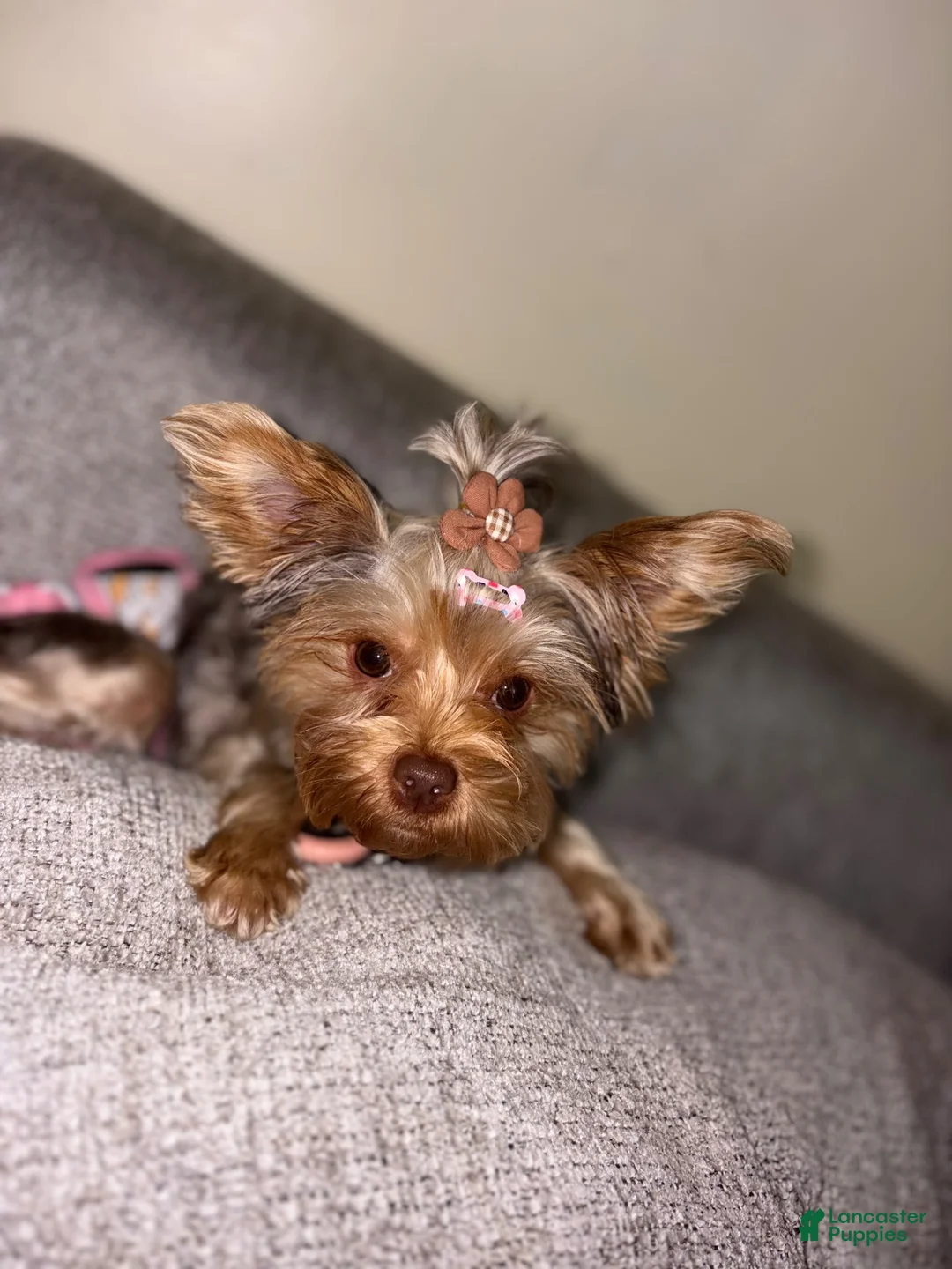 Yorkshire Terrier dogs for sale: Butter - Ad 5