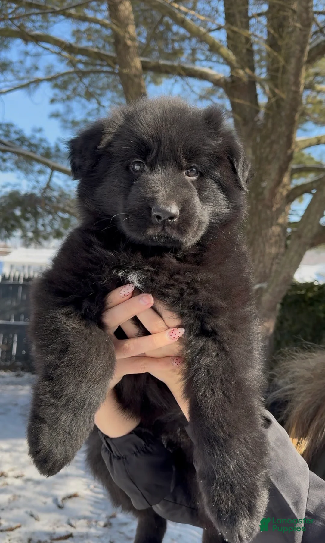 German Shepherd dogs for sale: Stormi - Ad 6